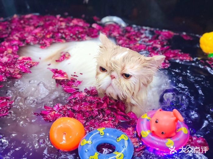 猫咪SPA 猫咪SPA